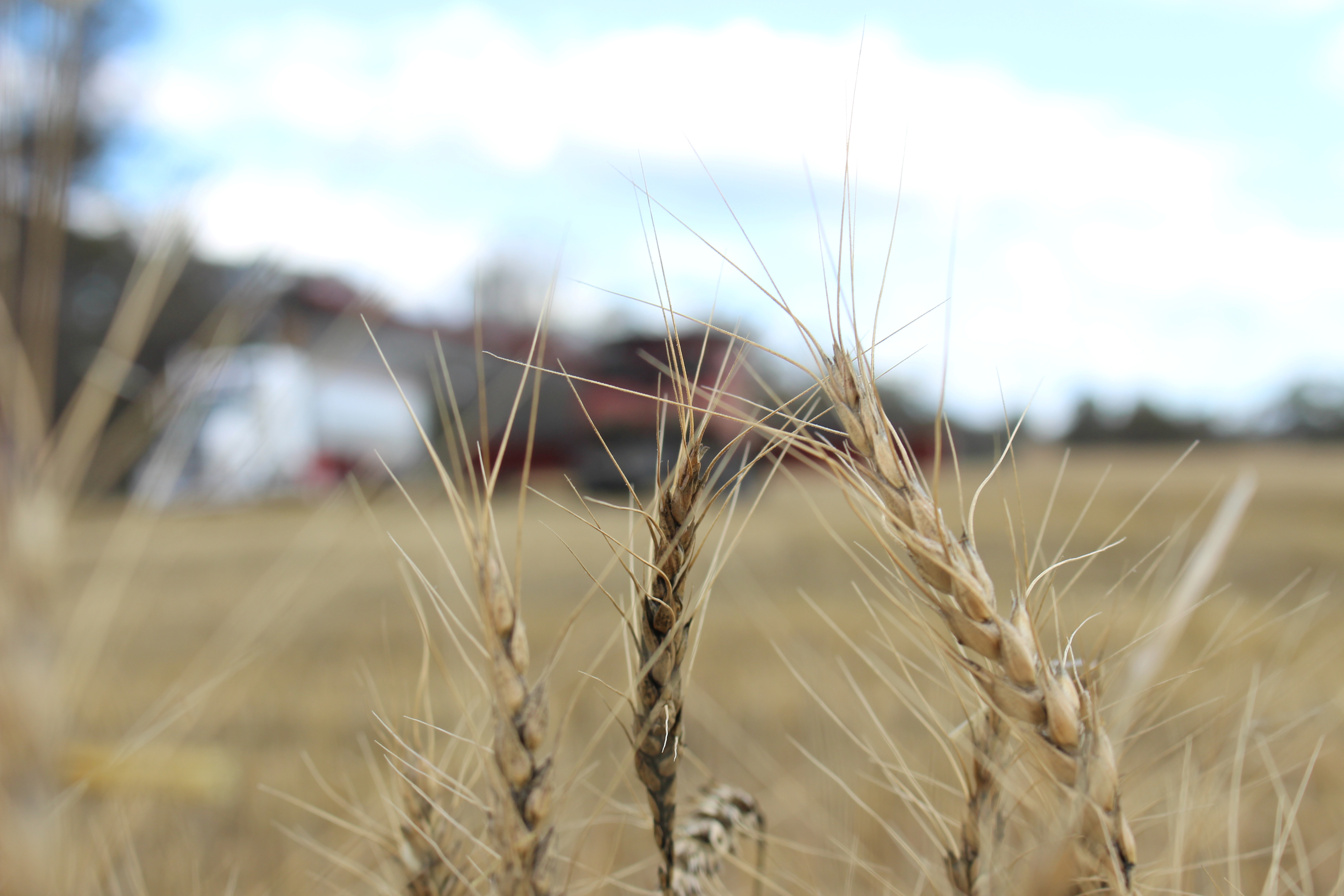 The crop is seen in a wheat field ahead of annual harvest near Moree