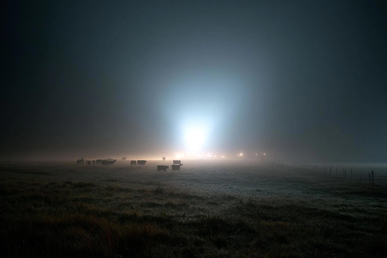 orb-cattle.jpg