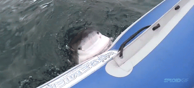 n4v5vcmbjkyngzijbq9b.gif