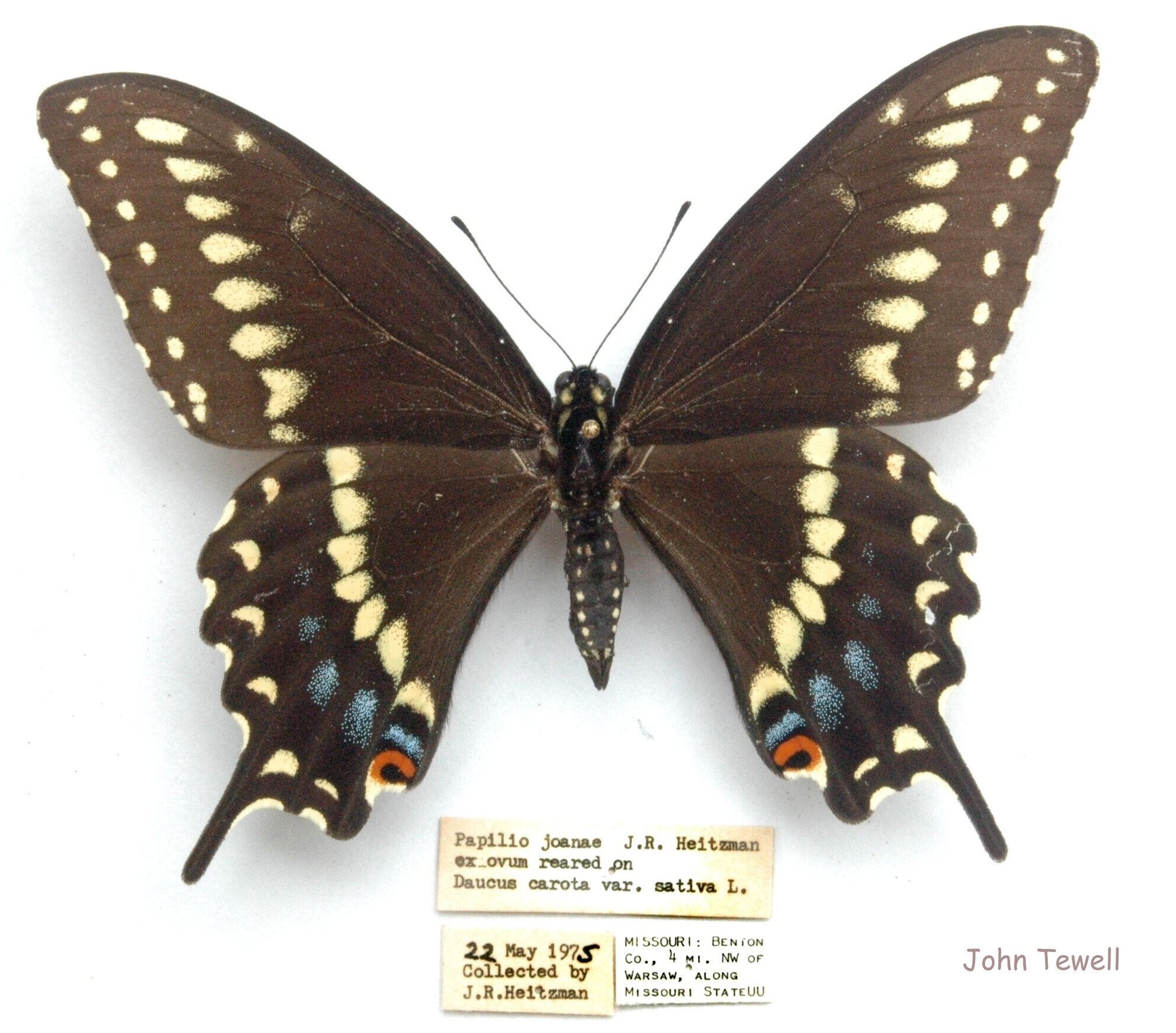 holotype-specimen-papilio-joanae-male_0.jpg