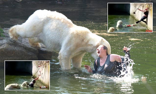 Moments from being ripped to pieces by polar bears... during trip to the zoo: Woman's