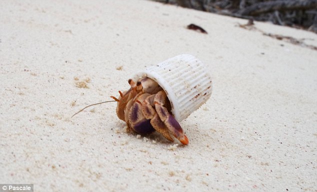 2C9D05B700000578-3243723-Homeless_and_desperate_this_hermit_crab_has_resorted_to_using_a_-a-1_1442899792910.jpg