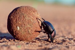 rolling-a-ball-of-mud-by-scarab-beetle-300x199.jpg