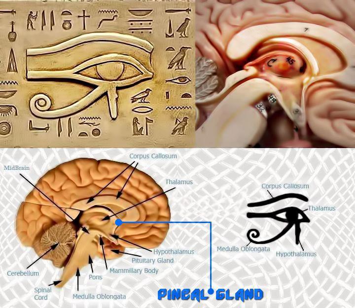 pineal-gland-two.jpg