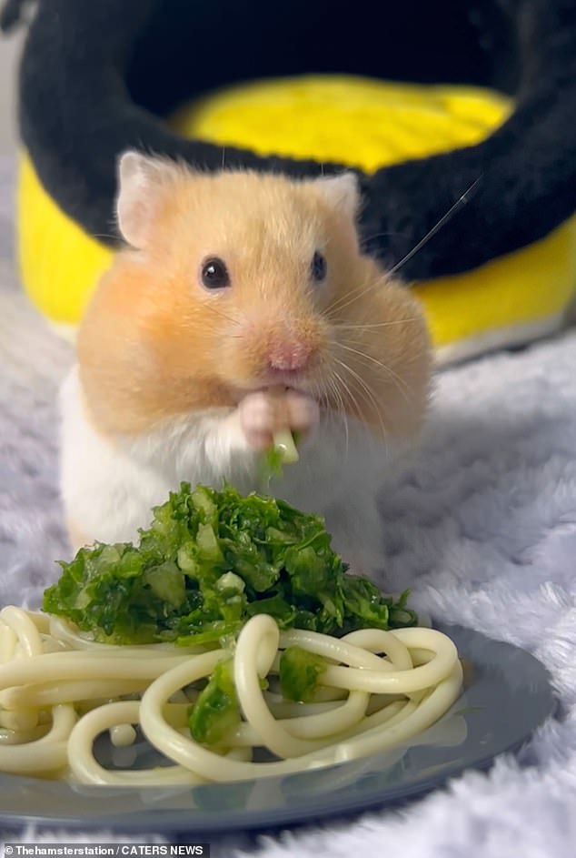 Two pet hamsters are living a life of luxury as they enjoy a diet of curry, pasta and cheesecake in the care of their doting owner. Pictured, Mr Marshmallow enjoying some pasta