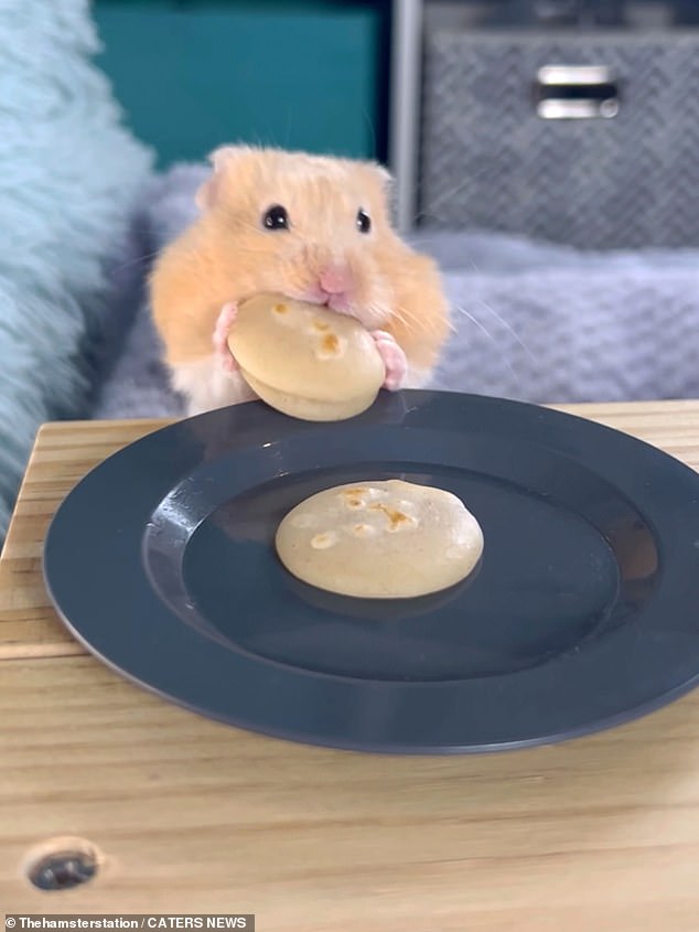 The pet owner revealed how he began giving his hamsters a varied diet when he carried out 'taste tests' to understand what they liked