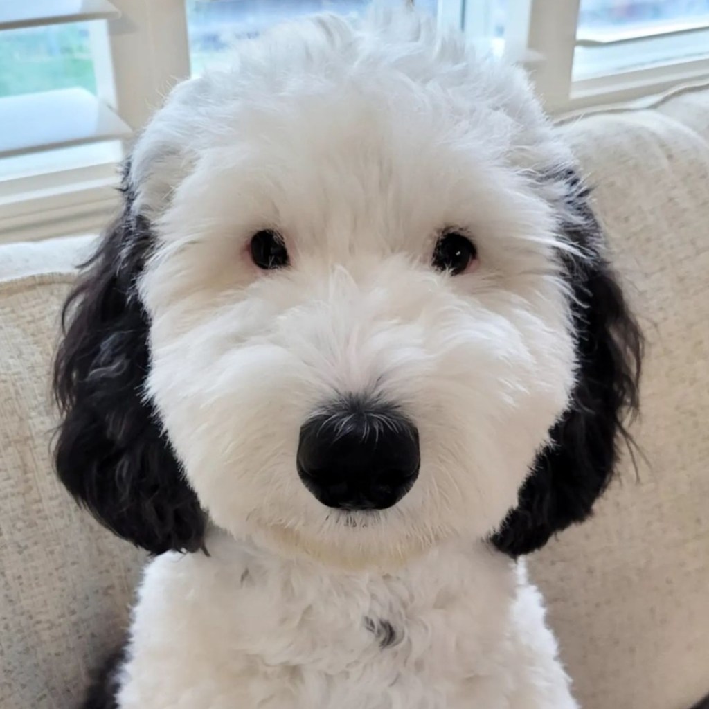 Bayley is a Mini Sheepadoodle, a mix between an Old English Sheepdog and a Mini Poodle.