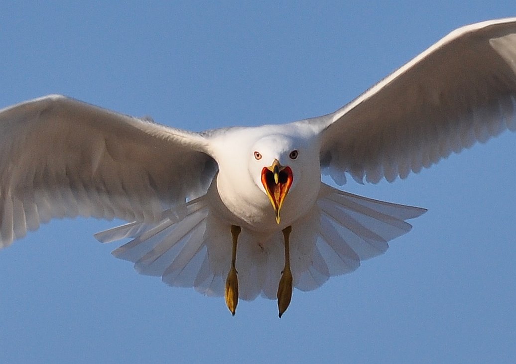 seagull-attack.jpg