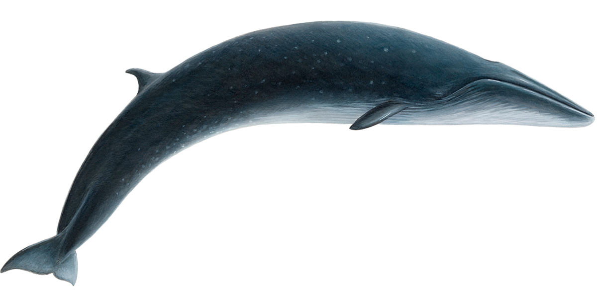 sei-whale-balaenoptera-borealis.jpg