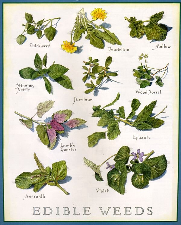 6bf4892c31f7a3017fdd32431d4e1f9b--wild-edibles-healing-herbs.jpg