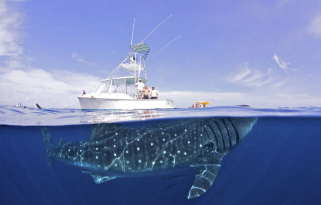the_top_animal_photographs_of_2012_640_27.jpg