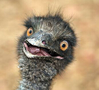emu.jpeg