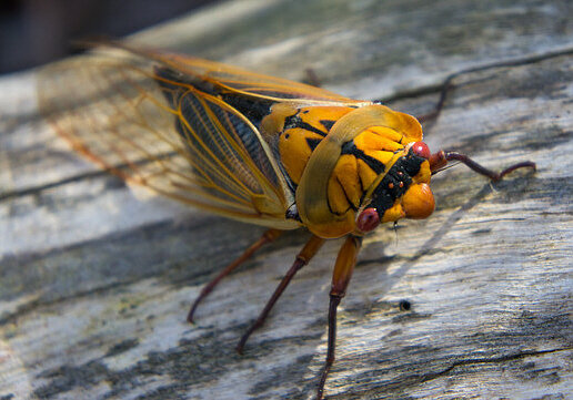 cicada yellow Monday.jpeg