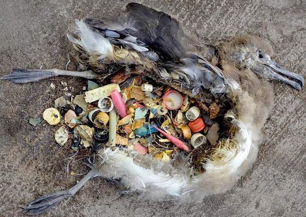 albatross-plastic-poison-oceans-pacific-gyre-dead-chicks.jpg