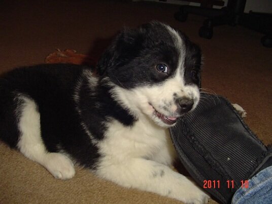 kobi.2011.jpg