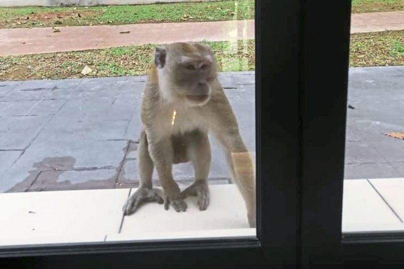 0_Monkey-menace-brings-fear-to-Puchong-residents.jpg