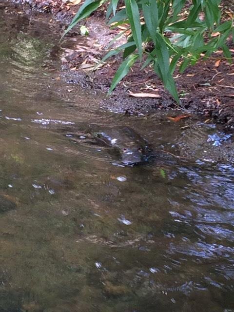 Platypus in our creek.jpg