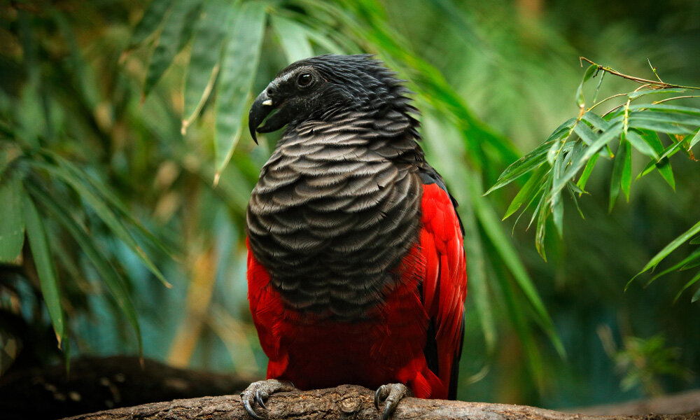 dracula-parrot.jpg