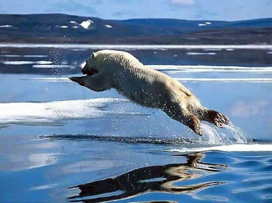 leaping-polar-bears-576.jpg