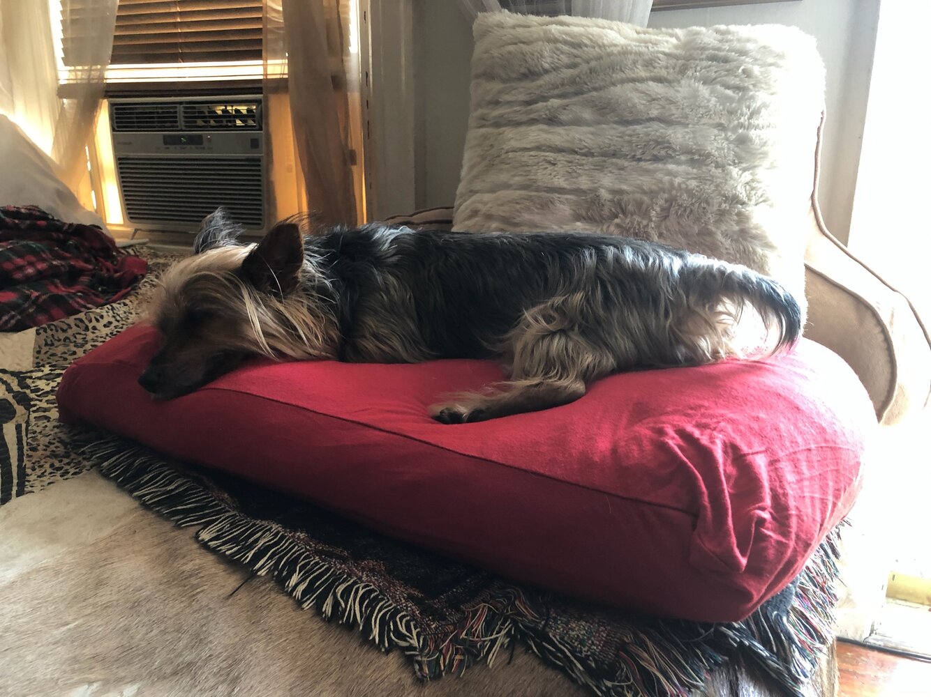 toto_sleeps.jpg