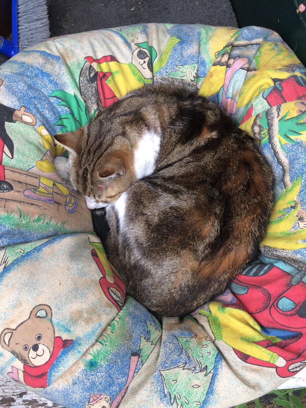 puss in his dirty old beanbag.JPG