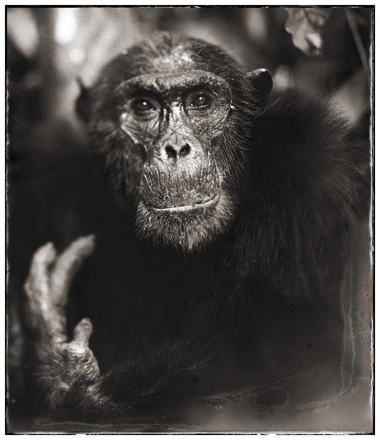 22 Chimp Portrait With Hand II.jpeg