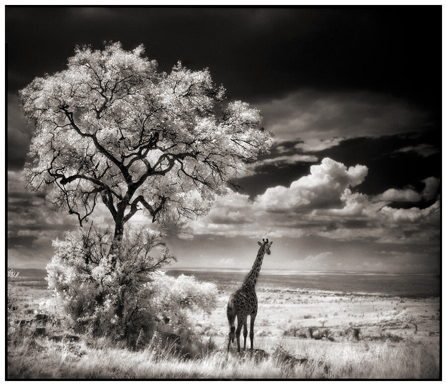 28 Giraffe Looking Over Plains.jpeg