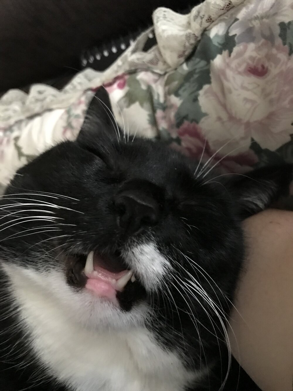 Kitty snoring.JPG