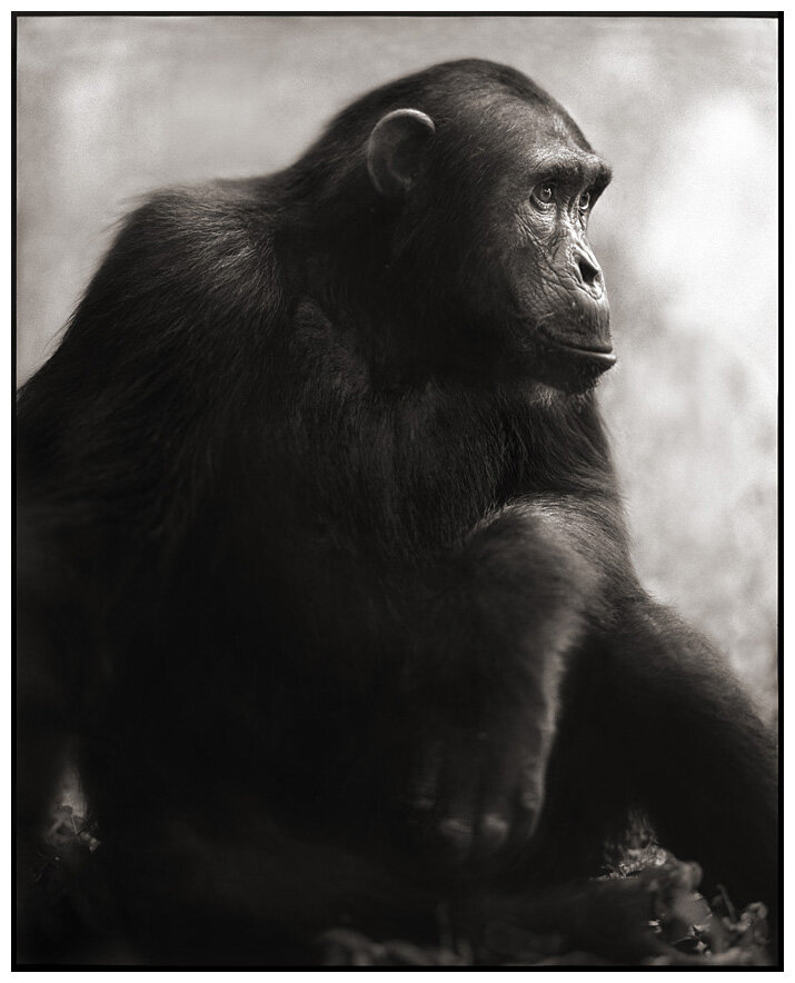 33 Chimpanzee Posing.jpeg