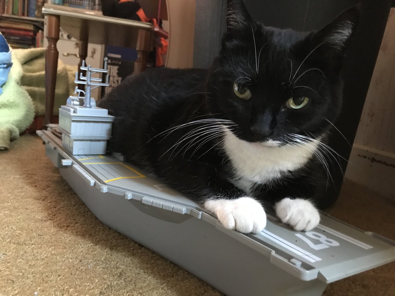 kitty joins the navy.JPG