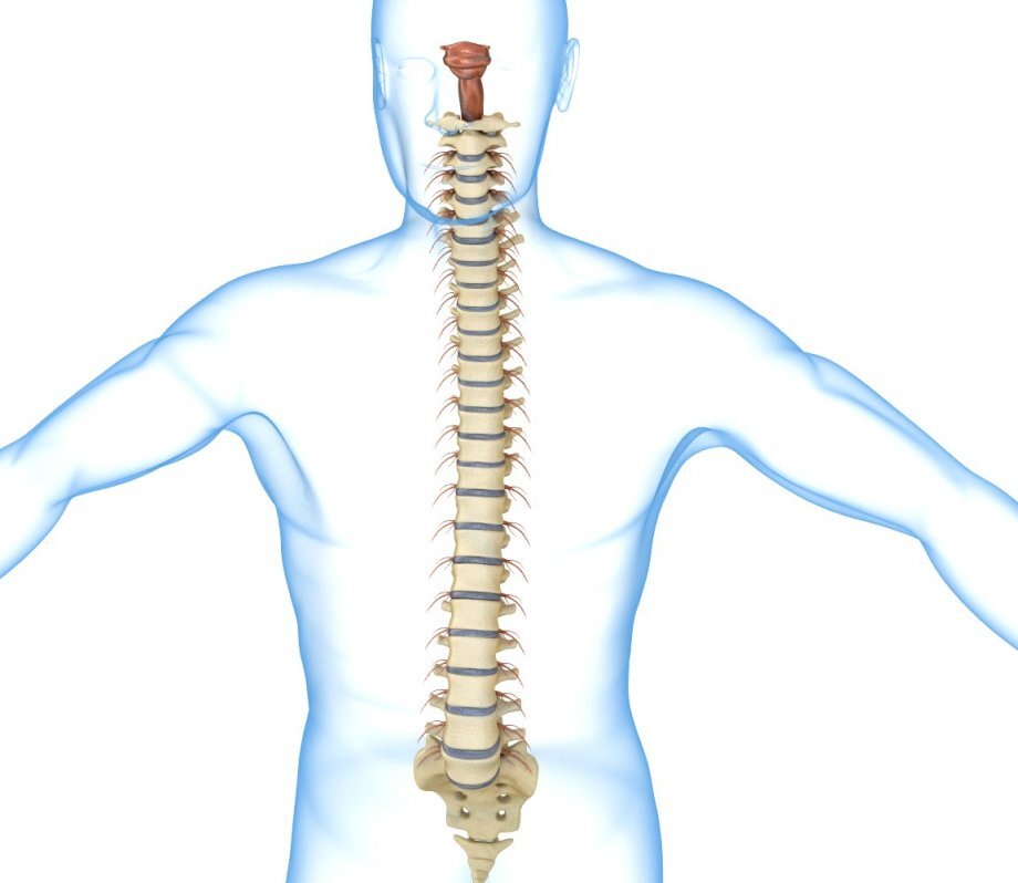 4604-human-spine-with-spinal-cord-and-body.jpg