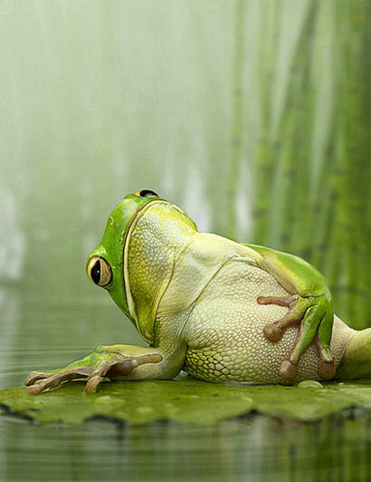 frog-tummy-465.jpg