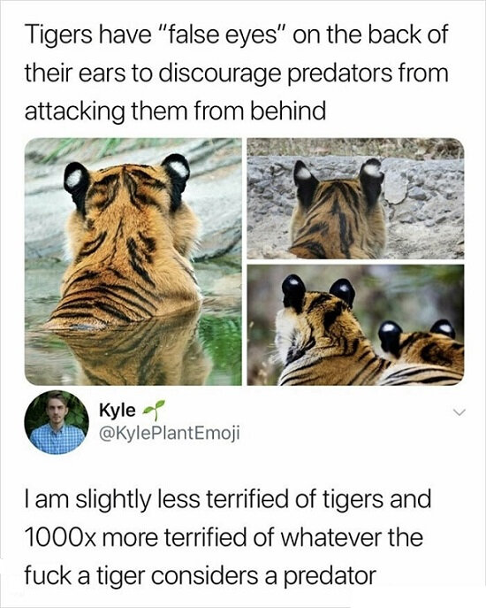 Suisen_731_tiger.jpg