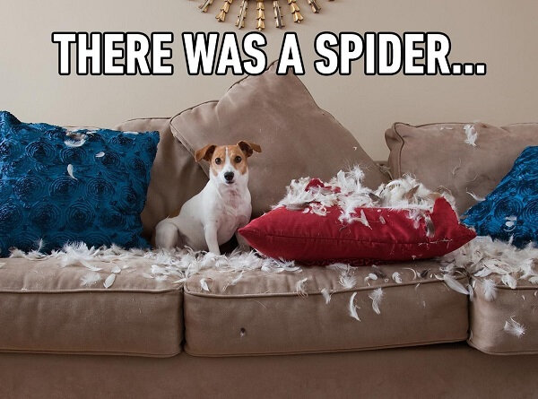 Suisen_1491_spider_couch.jpg