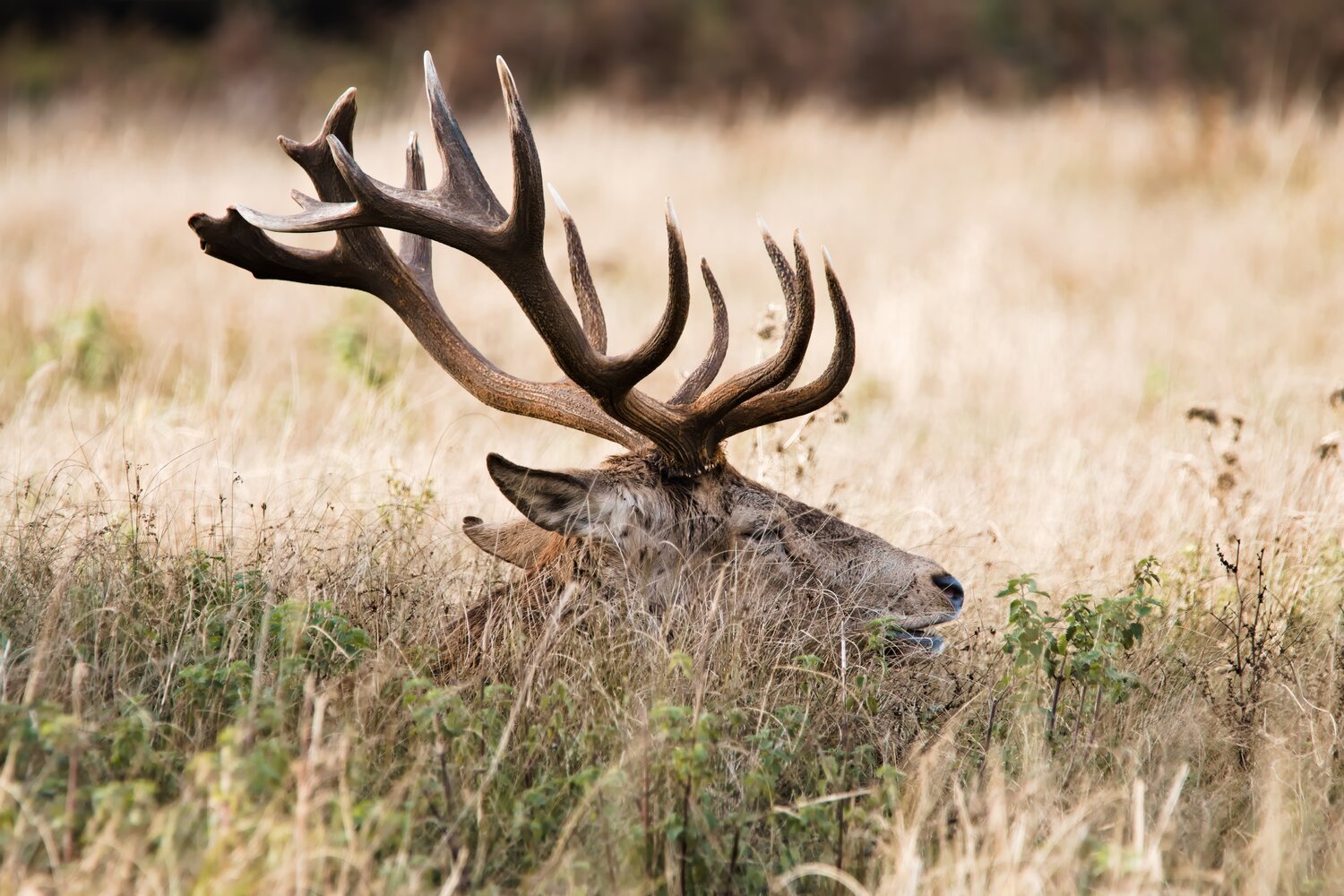 IMG_0386_Stag.jpg