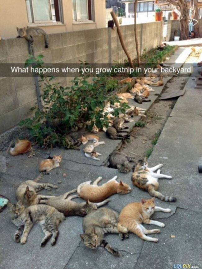 When_You_Grow_Catnip.jpg