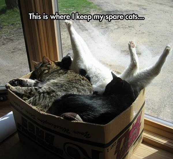 Spare Cats.jpg