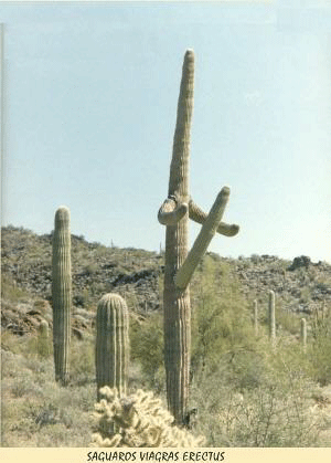 cactus erection.gif