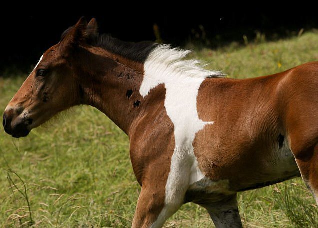 horsewhite.jpg