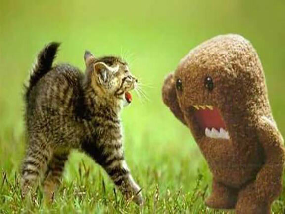 Funny-Kitten-Pictures-18.jpg