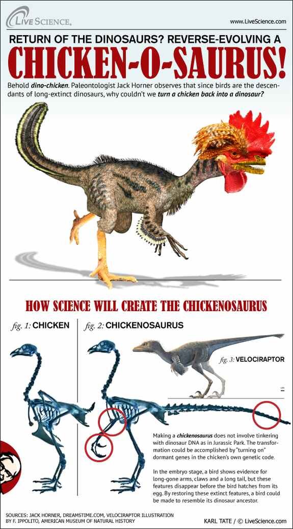 chickenosaurus-horner-chicken-111222c-02.jpg