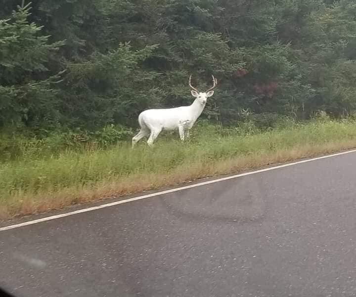 deer.jpg