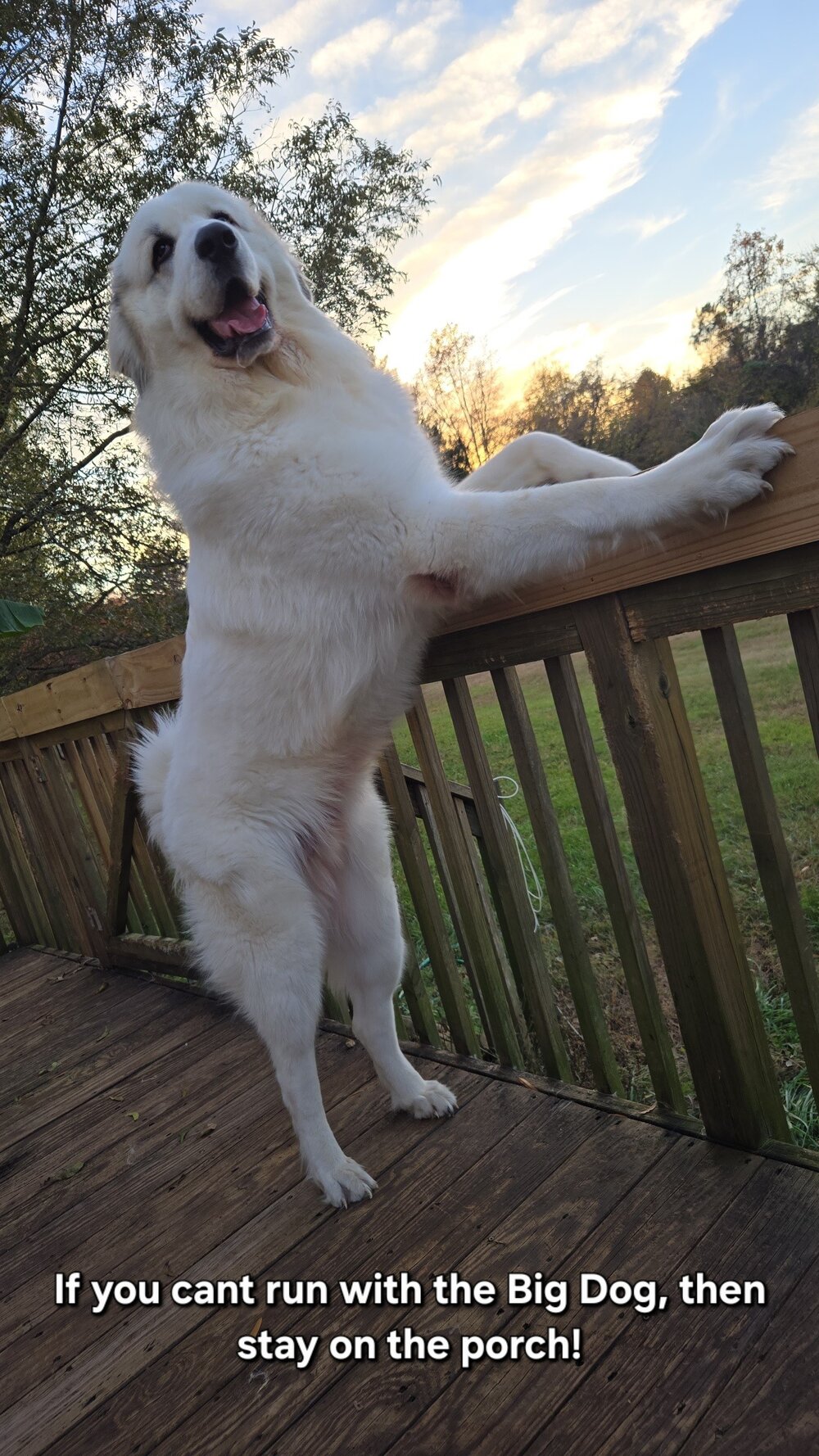 Big_dog.jpeg