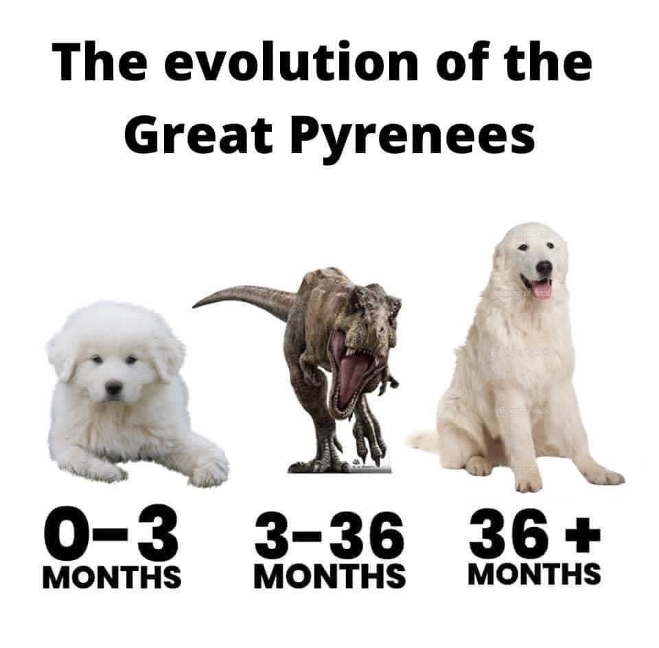 36915863.jpg
