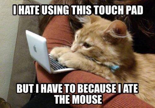 Funny-cat-ate-mouse-meme.jpg