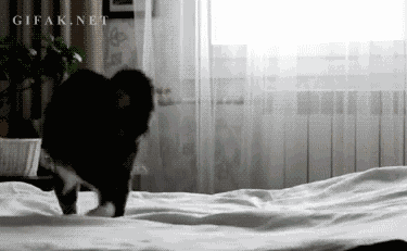cat-playing-with-blanket.gif