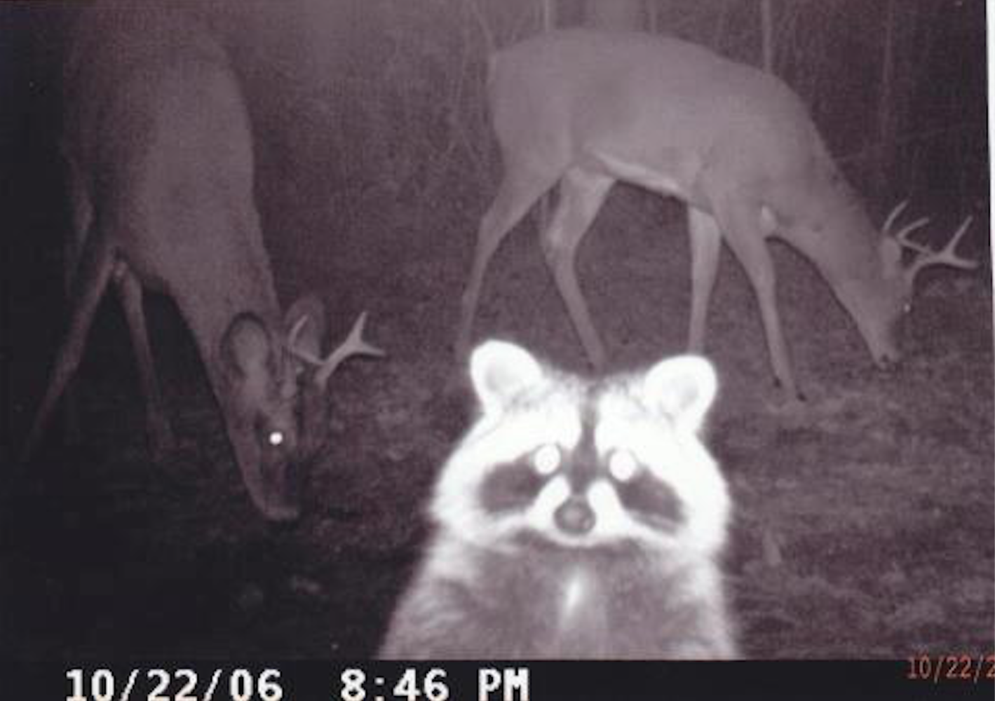 trail-cam-photos.png