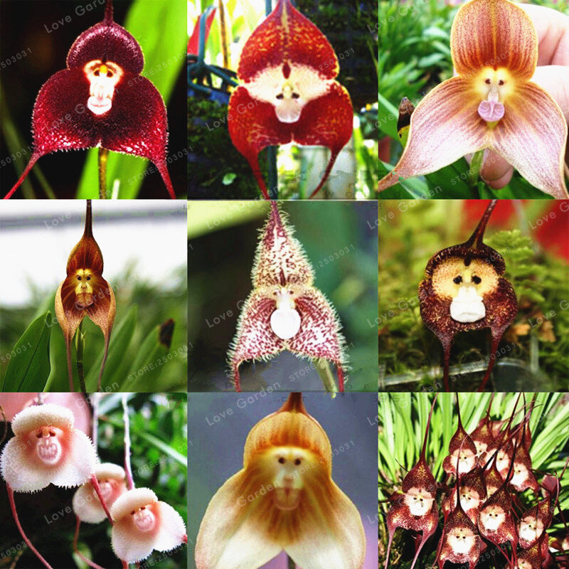 100-Pcs-10-kinds-Cute-Monkey-Face-Orchid-Bonsai-Monkey-Orchid-Bonsai-Plants-Flowers-Bonsai-For.jpg