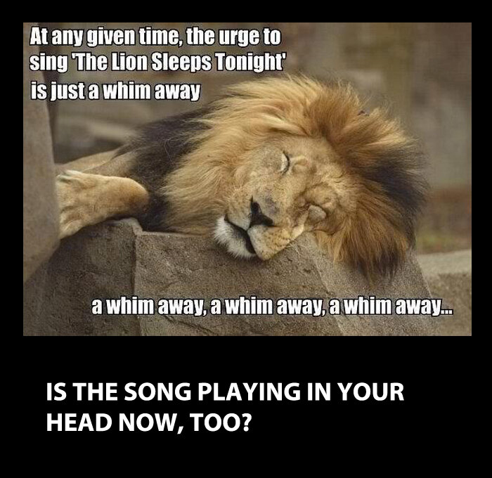 a-funny-image-with-caption-the-lion-sleeps-tonight.jpg