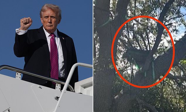 Secret Service uncovers suspicious hunting stand nested in tree with direct line of sight